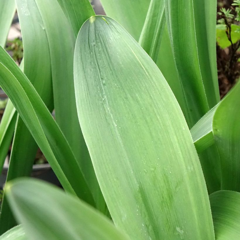 Allium stipitatum Mount Everest - Zierlauch (Laub)