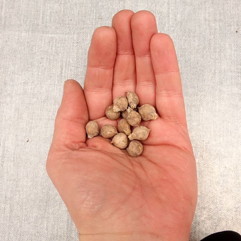 Exemplar von Allium oreophilum - Rosen-Zwerglauch Zwiebel Kaliber/Größe 3 wie im Frühjahr geliefert