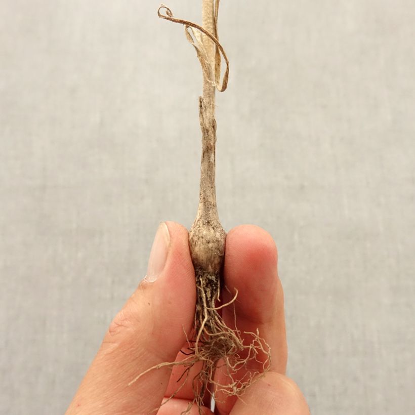 Example of Allium pulchellum - Schöner Lauch Zwiebel size I as you get in automne
