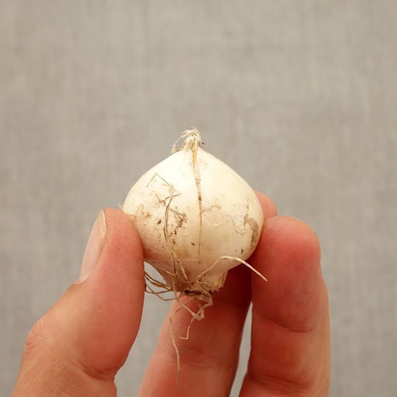 Example of Allium amethystinum Red Mohican - Zierlauch Zwiebel size 10+ as you get in automne