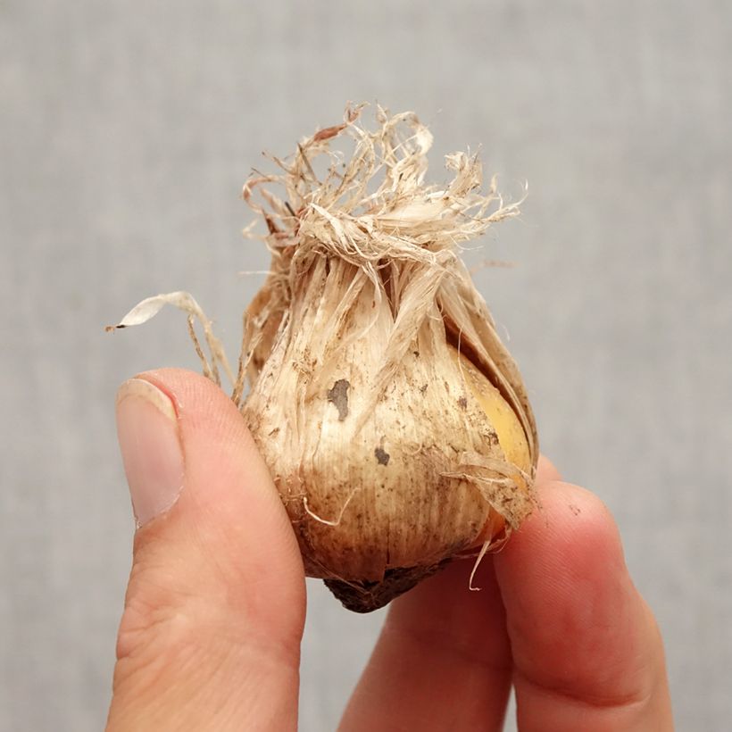 Example of Allium schubertii Arctic Snow - Schuberts Lauch Zwiebel size 12+ as you get in automne