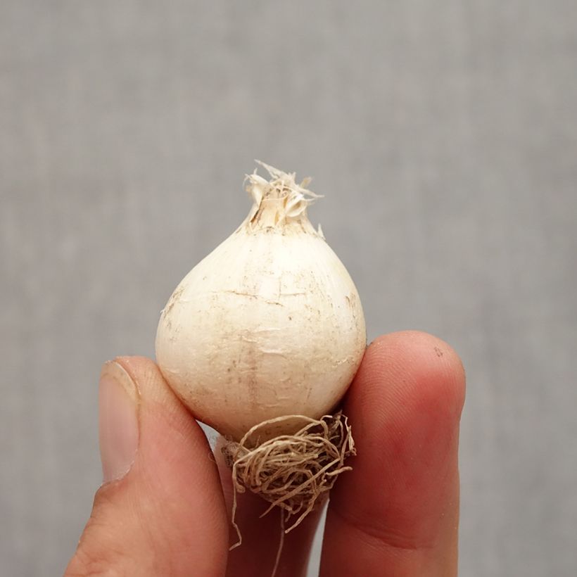 Example of Allium schubertii - Schuberts Lauch Zwiebel size 12+ as you get in automne