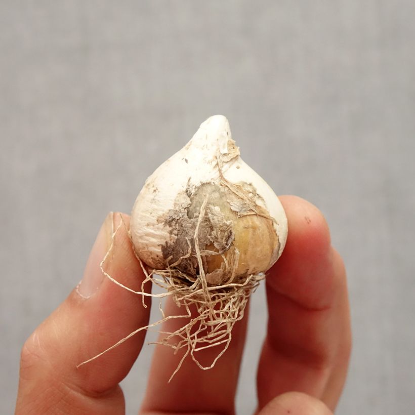 Example of Allium schubertii Spider - Schuberts Lauch Zwiebel size 10+ as you get in automne