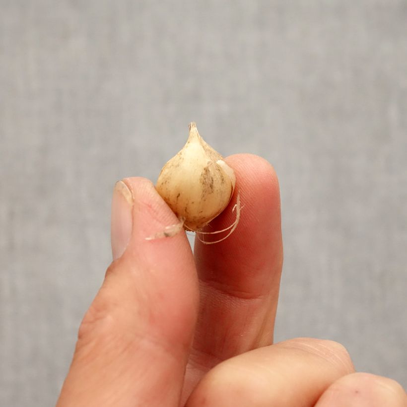 Example of Allium scorodoprasum Art - Knoblauchartiger Lauch Zwiebel size 5+ as you get in automne