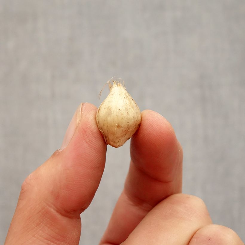 Example of Allium scorodoprasum Passion - Knoblauchartiger Lauch Zwiebel size 5+ as you get in automne