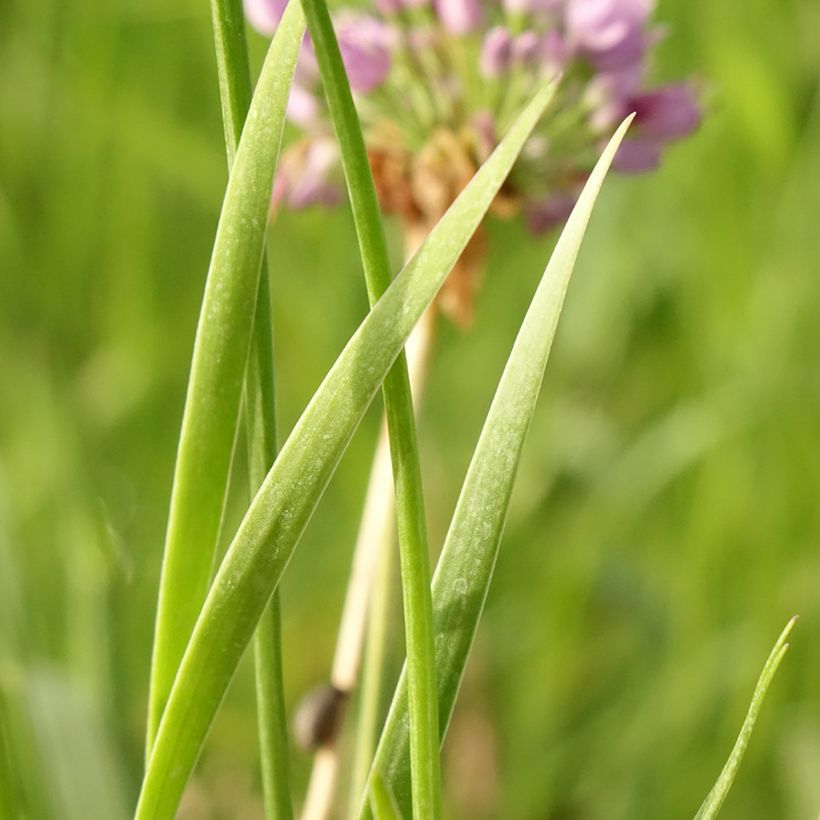 Allium Avatar - Zierlauch (Foliage)