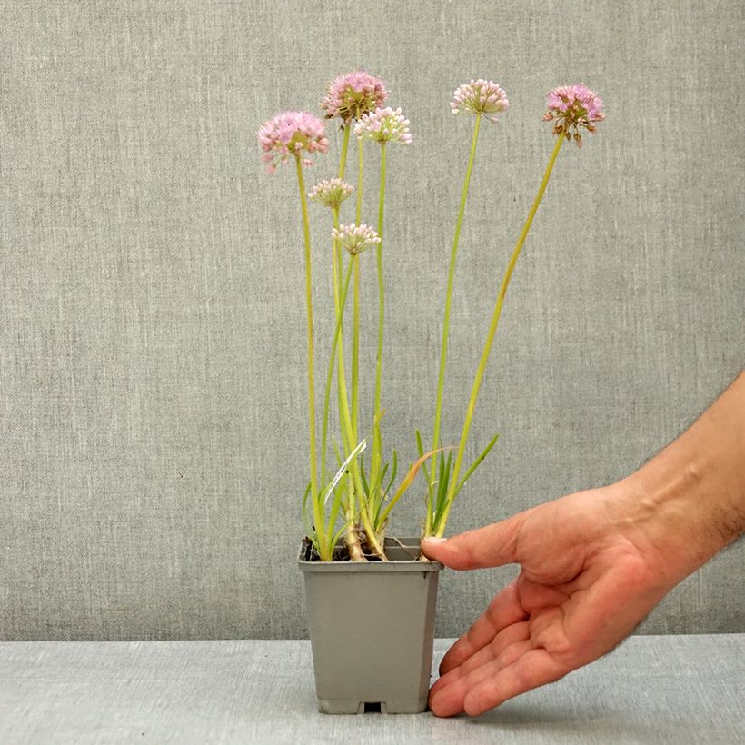 Exemplar von Allium In Orbit - Zierlauch Kleine Töpfe von 8/9 cm Kaliber/Größe I wie im Sommer geliefert