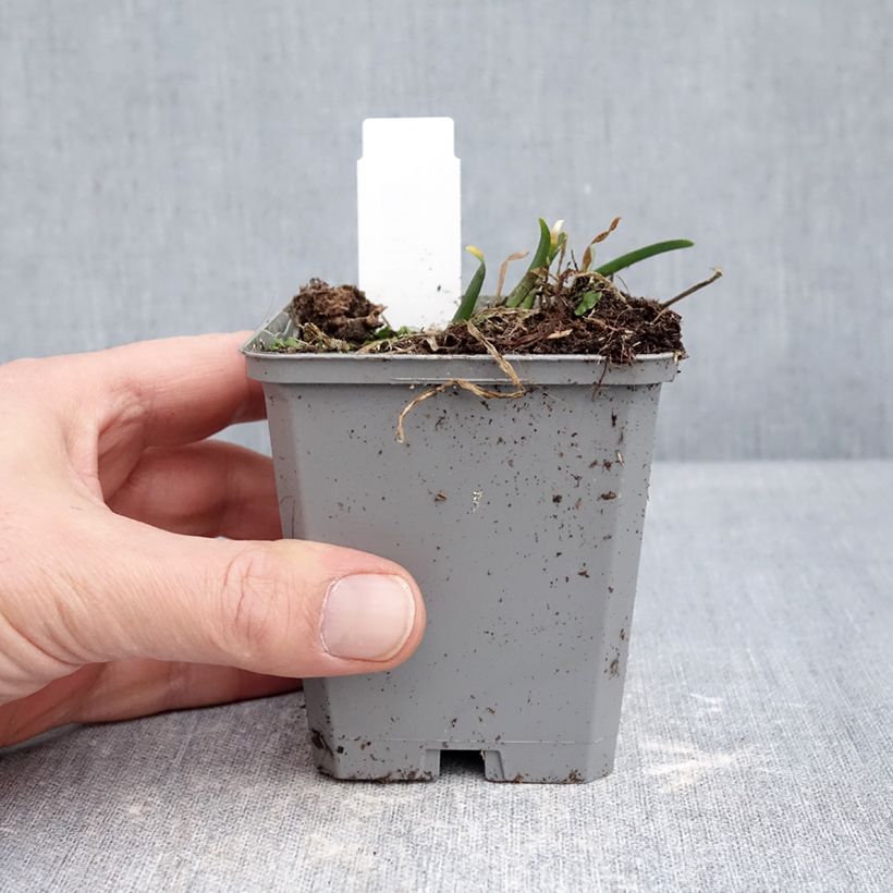 Exemplar von Allium In Orbit - Zierlauch Kleine Töpfe von 8/9 cm Kaliber/Größe I wie im Winter geliefert