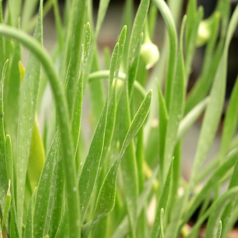 Allium In Orbit - Zierlauch (Foliage)