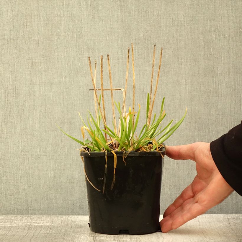 Example of Allium In Orbit - Zierlauch Topf mit 2L/3L as you get in automne