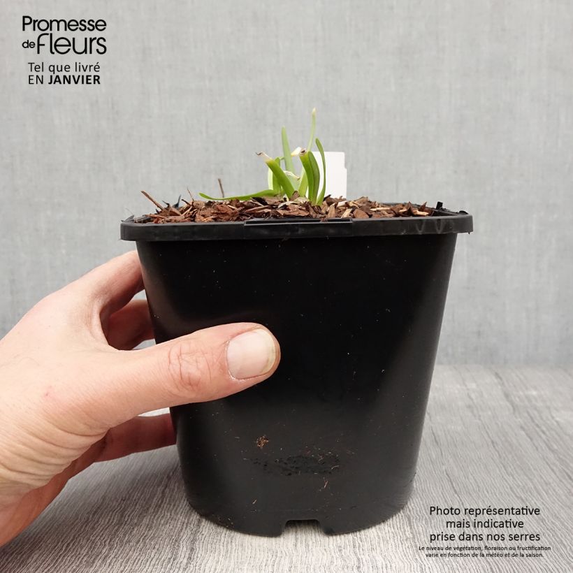 Exemplar von Allium In Orbit - Zierlauch Topf mit 2L/3L wie im Winter geliefert