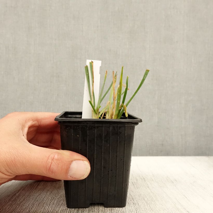 Example of Allium Lisa Blue - Zierlauch Kleine Töpfe von 8/9 cm size I as you get in automne