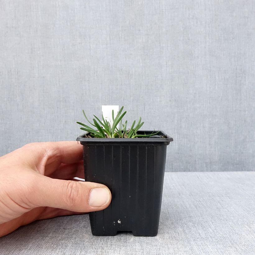 Exemplar von Allium Lisa Blue - Zierlauch Kleine Töpfe von 8/9 cm Kaliber/Größe I wie im Frühjahr geliefert