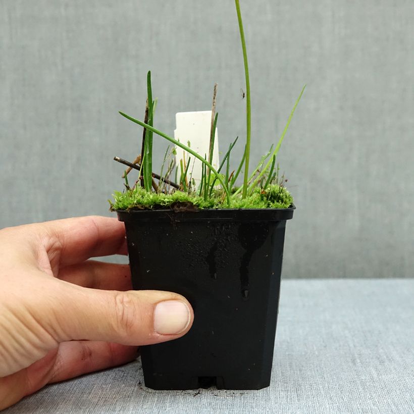 Exemplar von Allium senescens subsp. montanum - Berg-Lauch Kleine Töpfe von 8/9 cm Kaliber/Größe I wie im Herbst geliefert