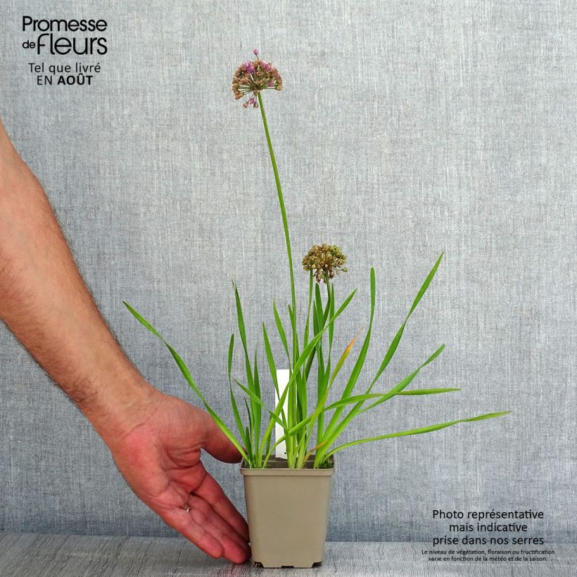 Exemplar von Allium Serendipity - Zierlauch Kleine Töpfe von 8/9 cm wie im Sommer geliefert