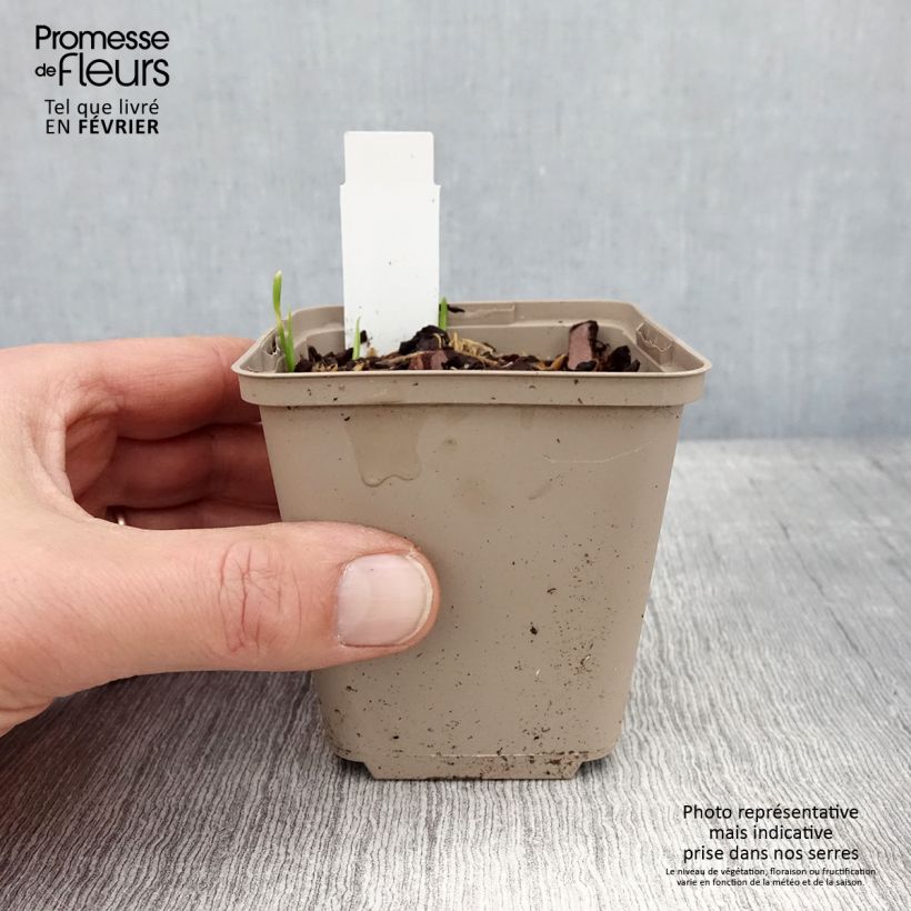 Exemplar von Allium Serendipity - Zierlauch Kleine Töpfe von 8/9 cm wie im Winter geliefert