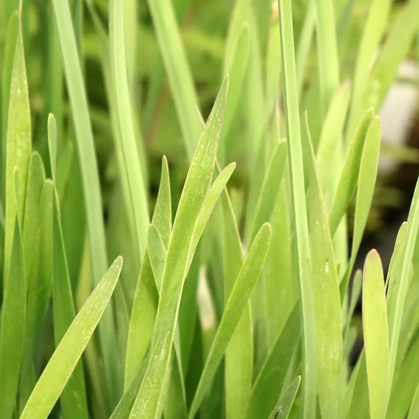 Allium Serendipity - Zierlauch (Foliage)
