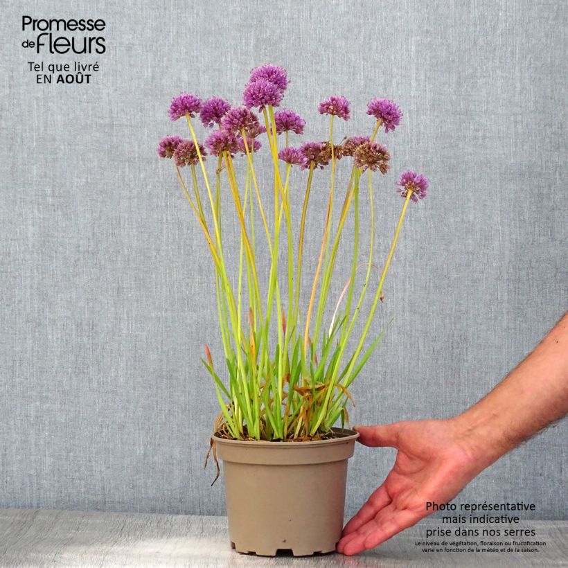 Example of Allium Serendipity - Zierlauch Topf mit 2L/3L as you get in ete