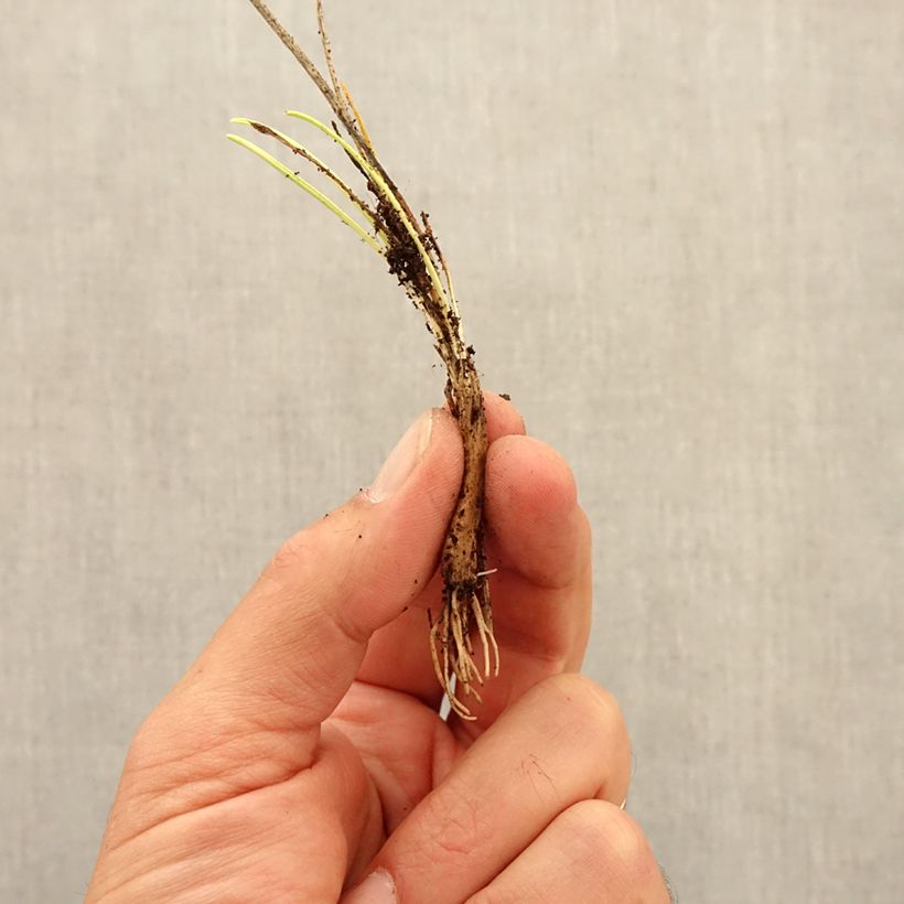 Example of Allium sikkimense - Sikkim-Lauch Zwiebel size I as you get in automne
