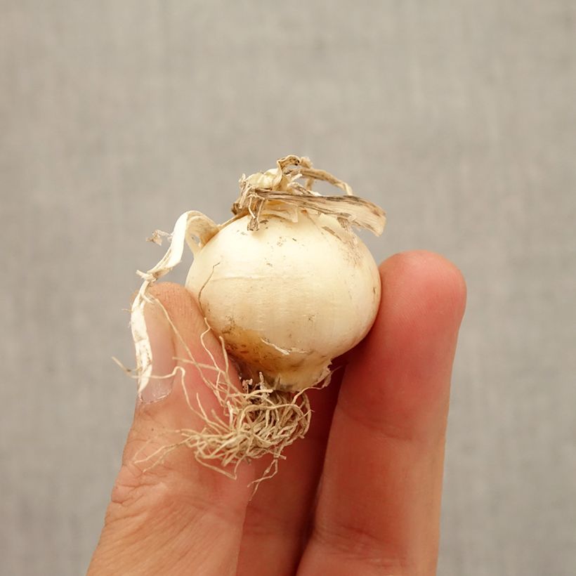 Example of Allium multibulbosum Silver Spring - Zierlauch Zwiebel size 10+ as you get in automne