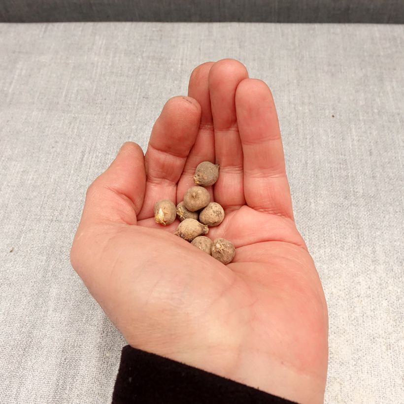 Exemplar von Allium sphaerocephalon - Kugellauch Zwiebel Kaliber/Größe 4+ wie im Frühjahr geliefert
