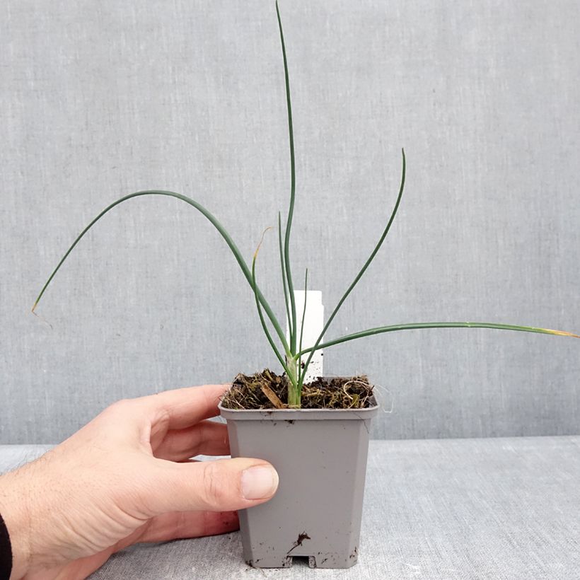 Exemplar von Allium sphaerocephalon - Kugellauch Kleine Töpfe von 8/9 cm Kaliber/Größe 6+ wie im Winter geliefert