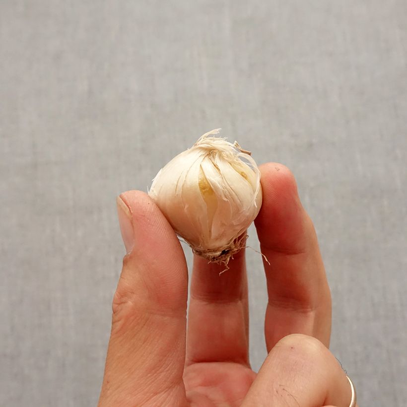 Example of Allium stipitatum Violet Beauty - Zierlauch Zwiebel size 10+ as you get in automne