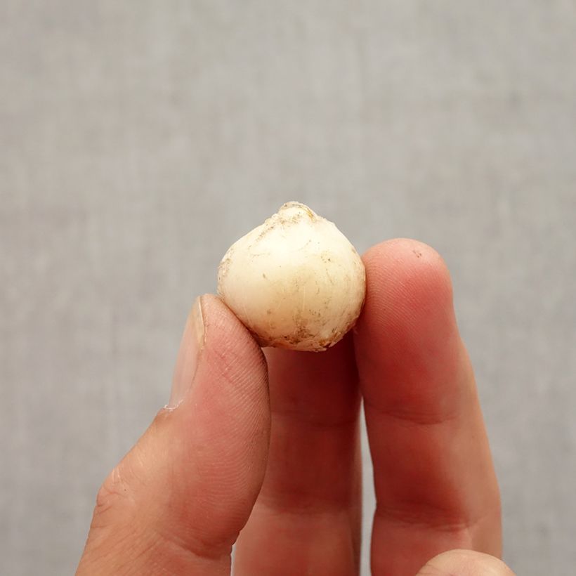 Example of Allium unifolium - Einblättriger Lauch Zwiebel size 5+ as you get in automne