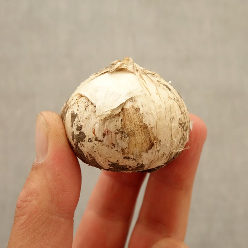 Example of Allium Universe - Riesen-Lauch Zwiebel size 20+ as you get in automne