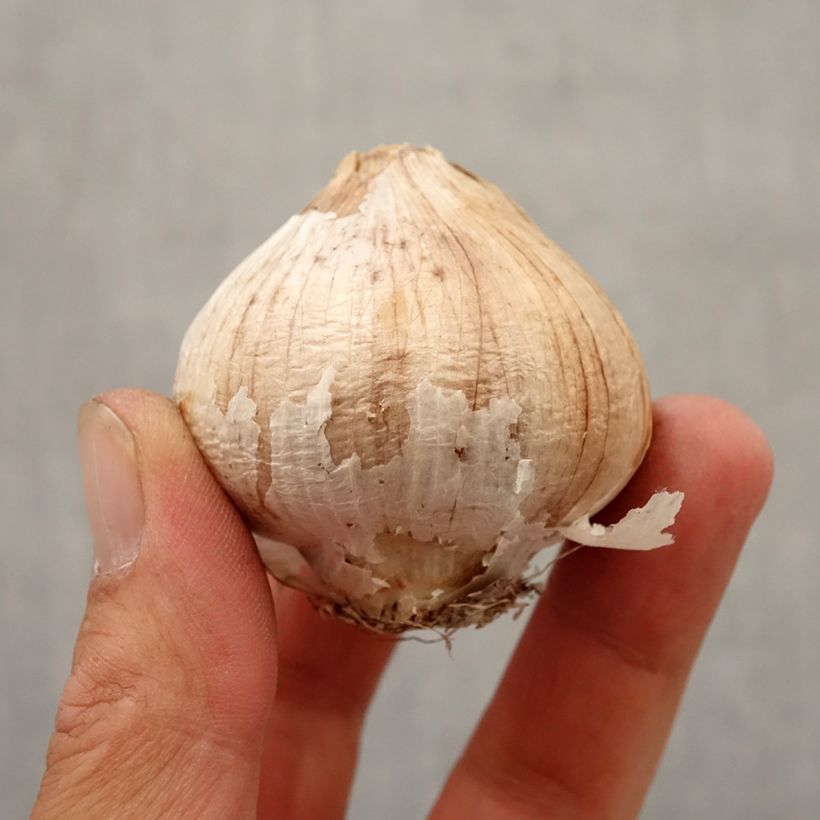 Example of Allium christophii - Sternkugellauch Zwiebel size 12+ as you get in automne