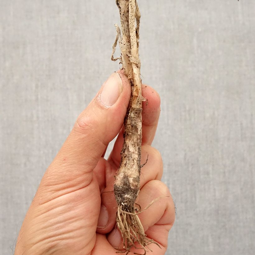 Example of Allium cernuum - Nickenden Lauch Zwiebel size I as you get in automne