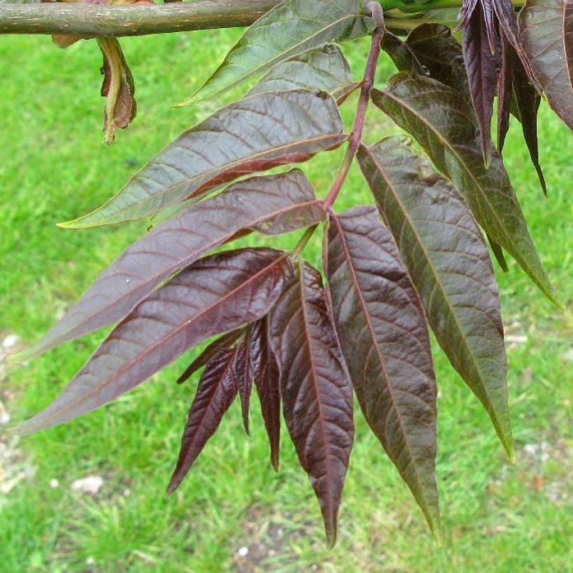 Ailanthus altissima Purple Dragon - Chinesischer Götterbaum (Foliage)