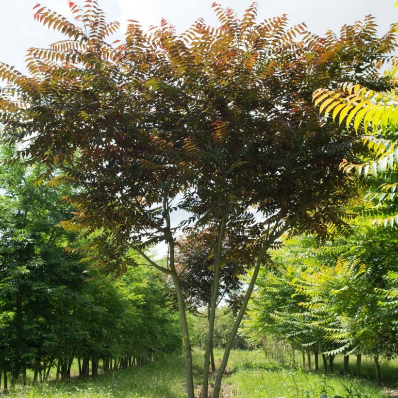 Ailanthus altissima Purple Dragon - Chinesischer Götterbaum (Plant habit)