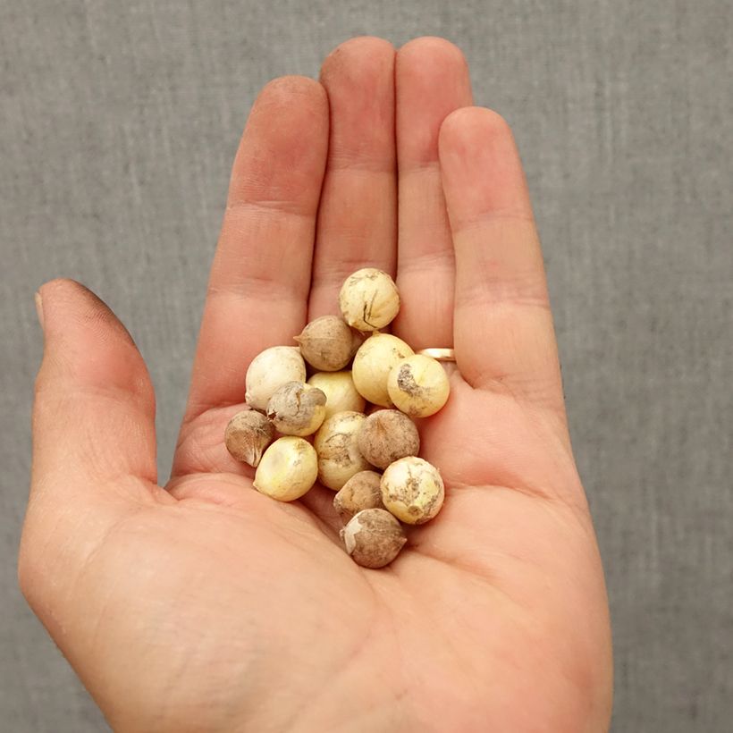 Example of Allium Mix Nana - Zierlauch Zwiebel size 5+ as you get in automne