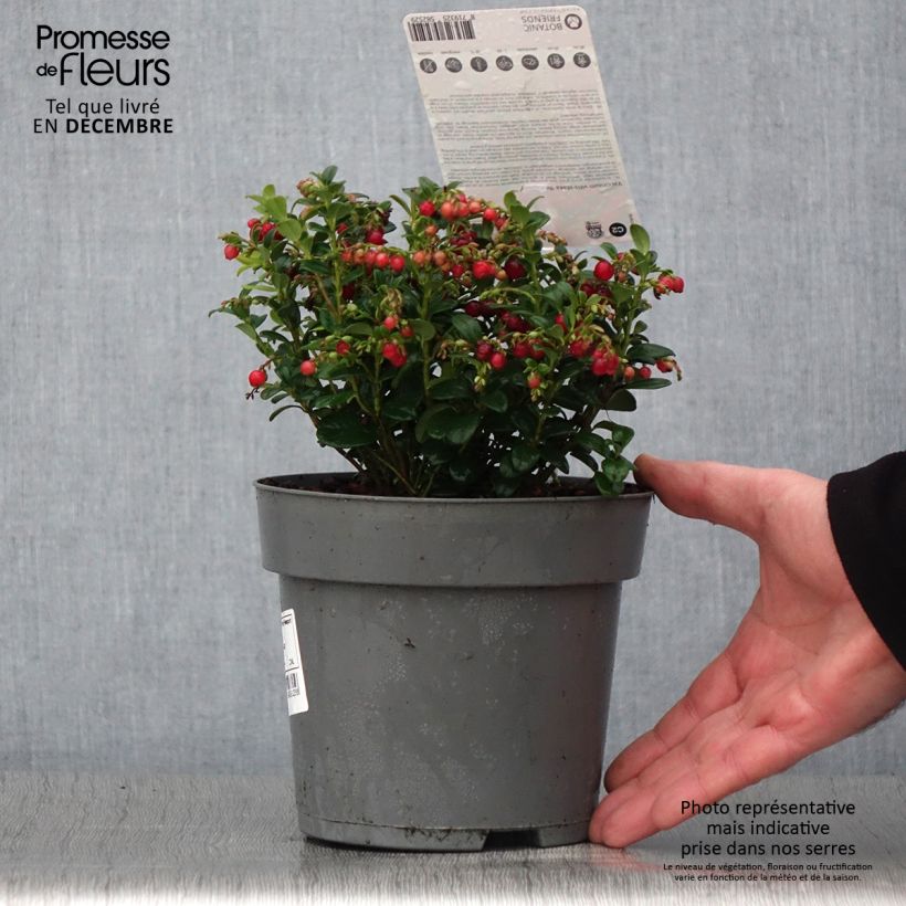 Example of Preiselbeere Red Candy - Vaccinium vitis-idaea Topf mit 1,5L/2L, Strauch as you get in automne