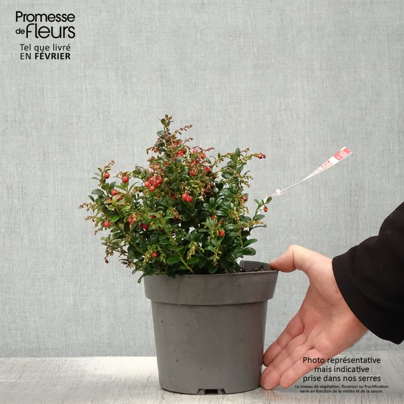 Exemplar von Preiselbeere Red Candy - Vaccinium vitis-idaea Topf mit 1,5L/2L, Strauch wie im Winter geliefert