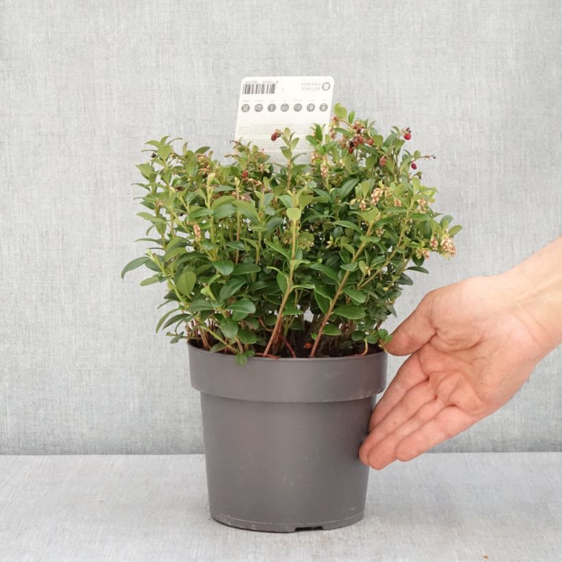 Exemplar von Preiselbeere Red Candy - Vaccinium vitis-idaea Topf mit 1,5L/2L, Strauch wie im Frühjahr geliefert