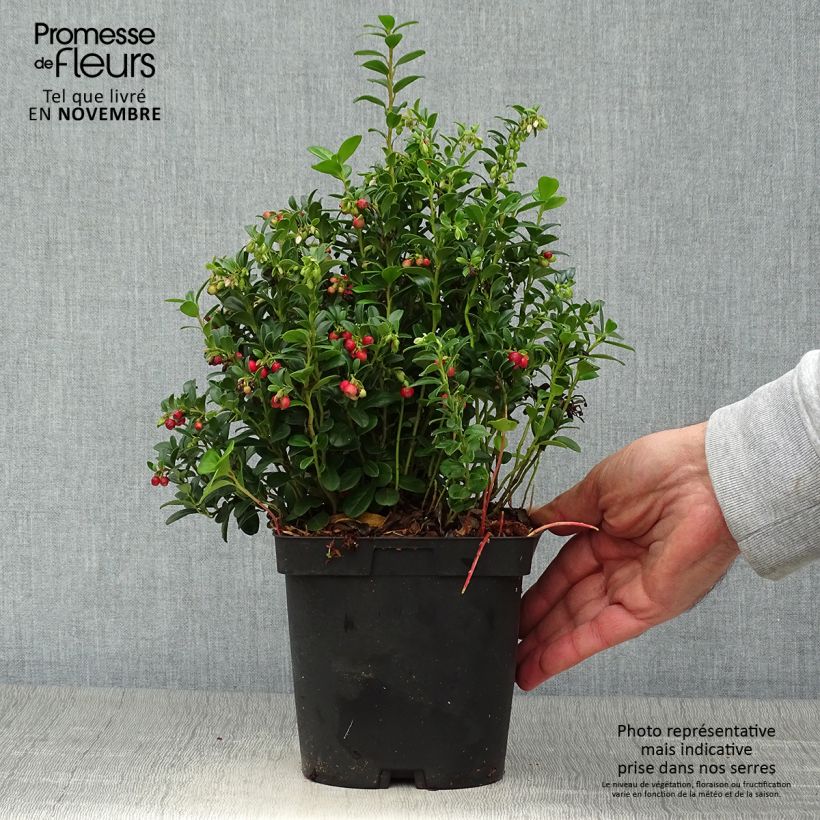 Example of Preiselbeere Red Pearl - Vaccinium vitis-idaea Topf mit 2L/3L as you get in automne