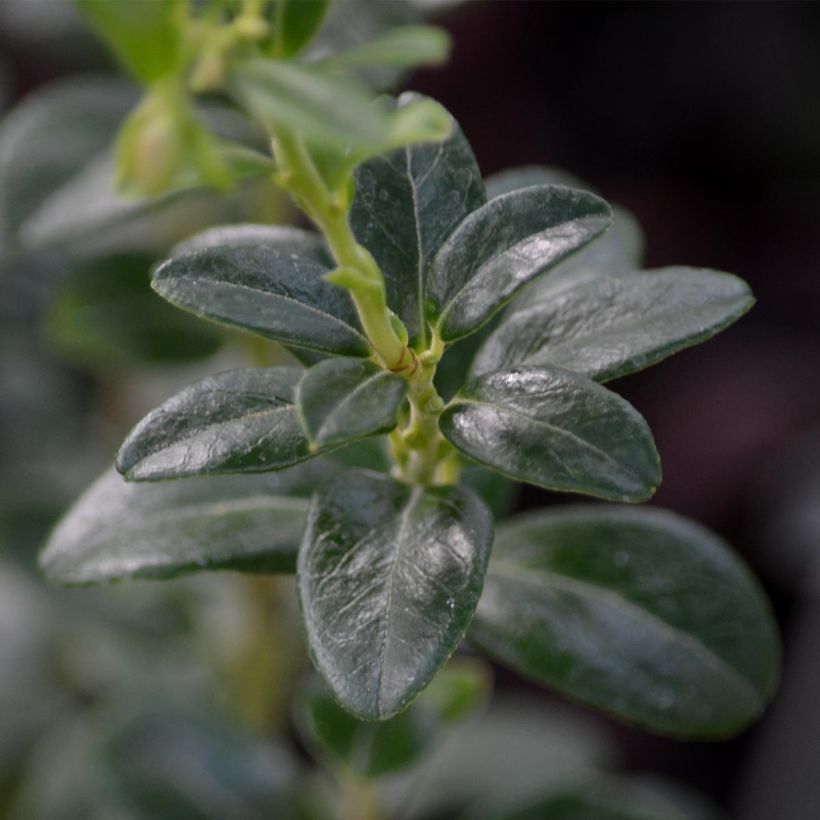 Preiselbeere - Vaccinium vitis idaea (Foliage)