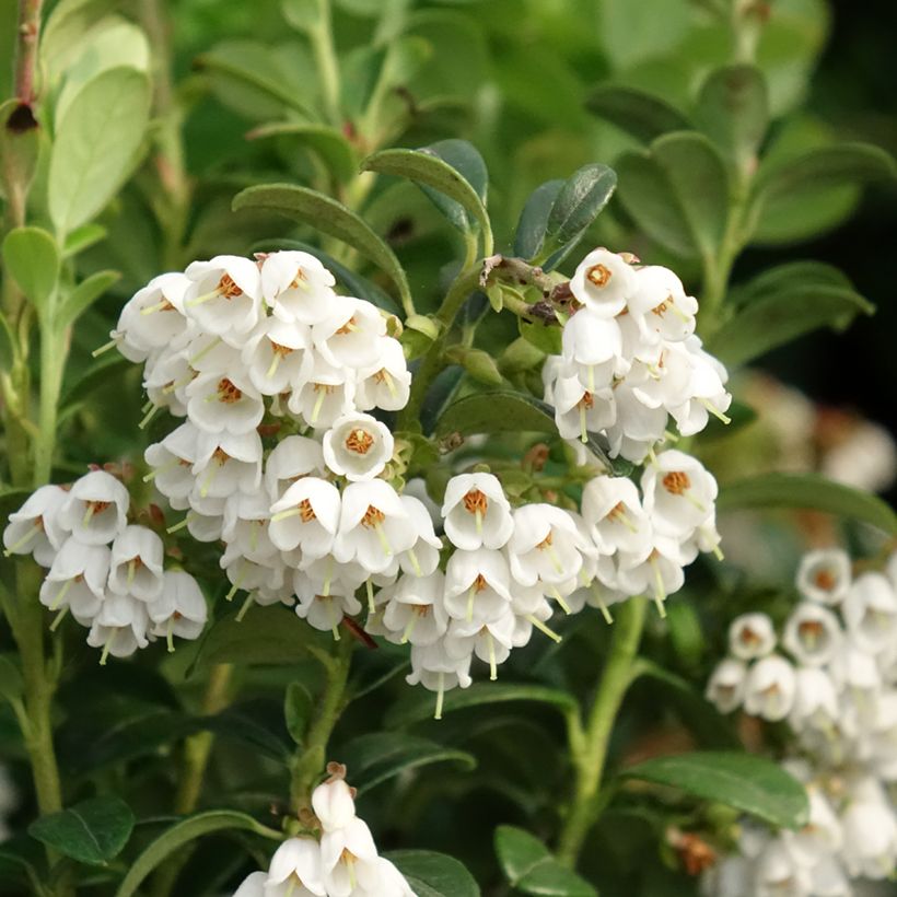 Preiselbeere - Vaccinium vitis idaea (Flowering)