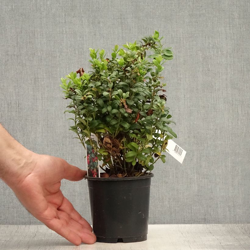 Exemplar von Preiselbeere - Vaccinium vitis idaea Topf mit 1,5L/2L wie im Sommer geliefert