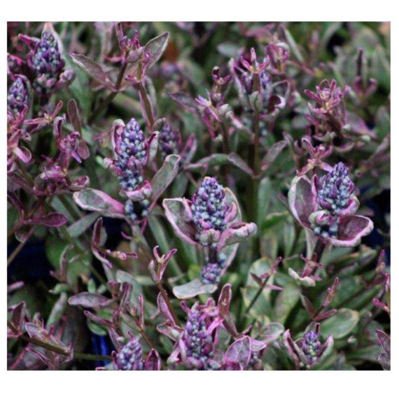 Ajuga Dixie Chip - Kriechender Günsel (Flowering)