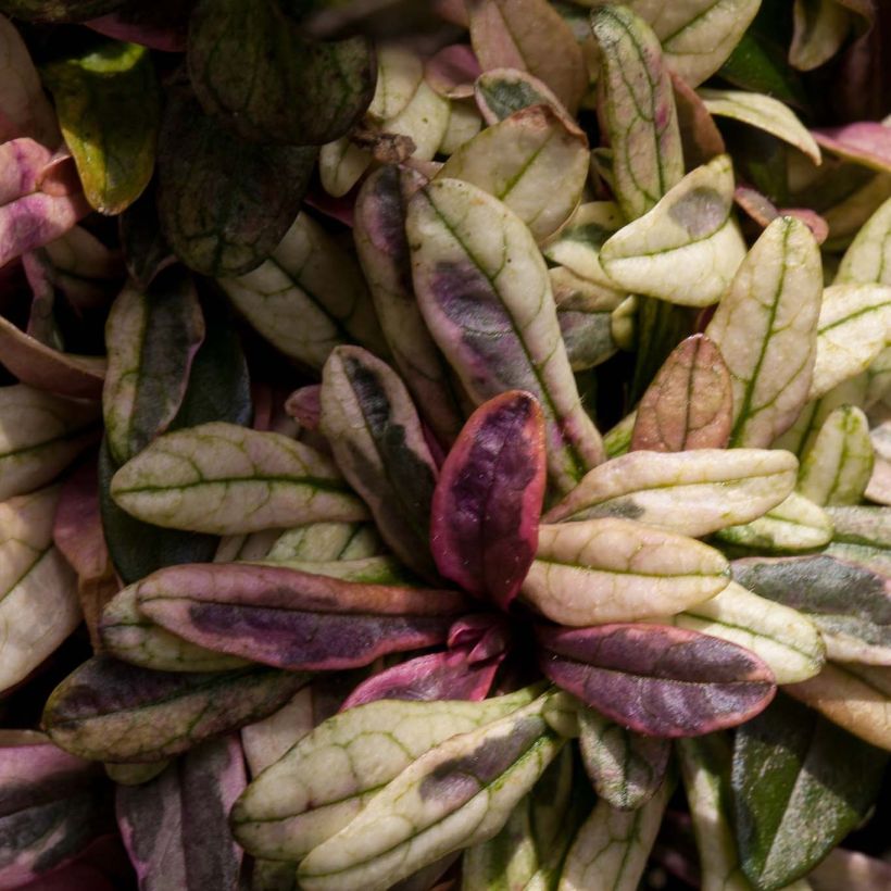 Ajuga Dixie Chip - Kriechender Günsel (Foliage)
