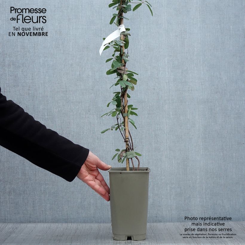 Example of Akebia longeracemosa Topf mit 2L/3L as you get in automne