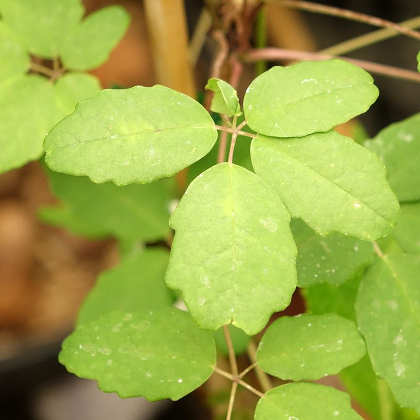 Akebia pentaphylla (Foliage)