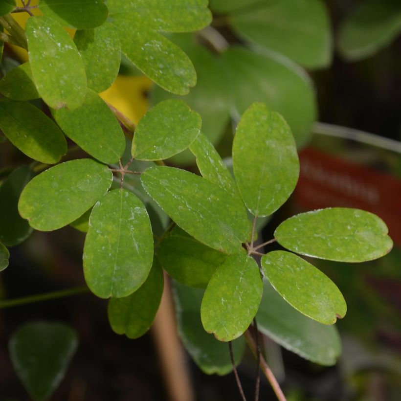 Akebia quinata (Foliage)