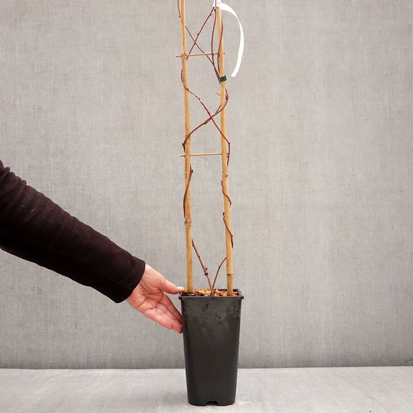 Exemplar von Akebia quinata Alba Topf mit 3L/4L wie im Winter geliefert