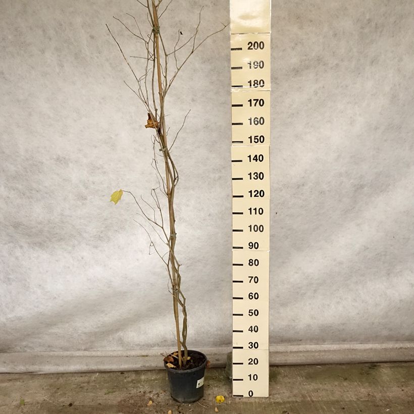 Example of Alangium chinense Topf mit 7,5L/10L as you get in automne