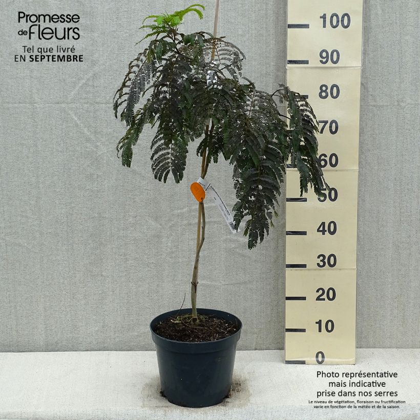Example of Albizia julibrissin Chocolate Fountain - Seidenakazie Topf mit 7,5L/10L as you get in automne