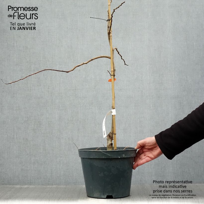 Exemplar von Albizia julibrissin Chocolate Fountain - Seidenakazie Topf mit 7,5L/10L wie im Winter geliefert